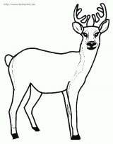 鹿简笔画