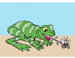 what amimals eatϰ