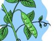 The Pea Blossom㶹