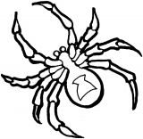 蜘蛛简笔画